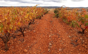 vinos de parcela ribera del duero