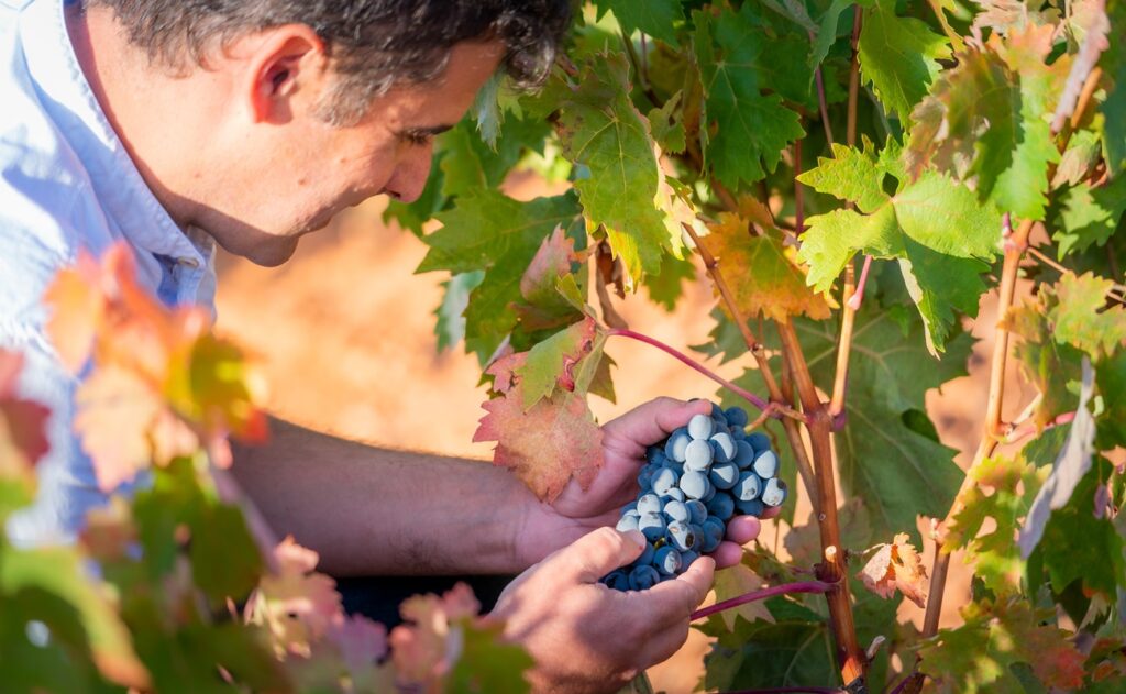 mejores añadas ribera del duero